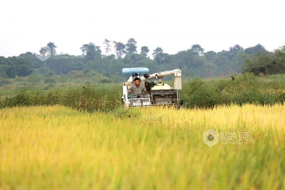 （走进中国乡村）“Z世代”赣南山村种音乐脐橙 解锁田间新农事