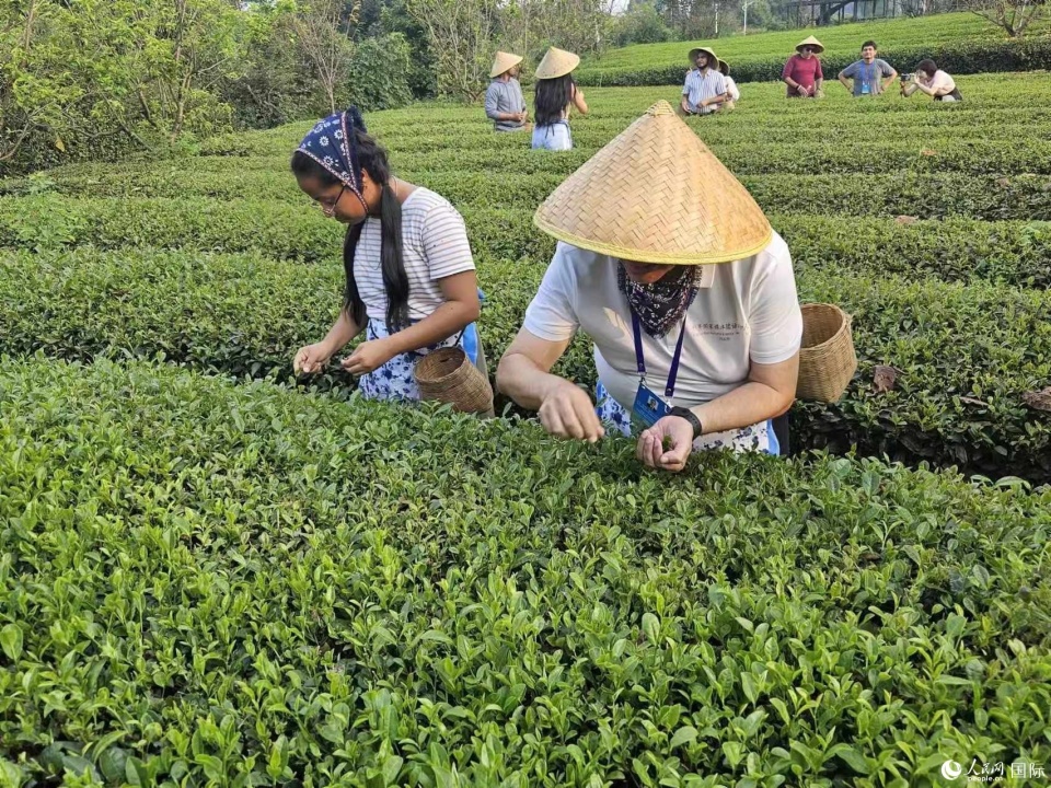 拉美国家媒体团走进成都蒲江：采茶品茗乐融融